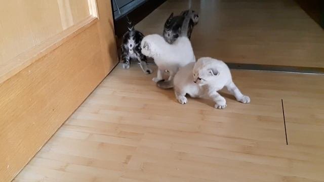 #котята #скотишфолд #шотландскаявислоухая