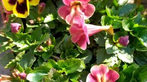 My daily blooms overview🌺🌸🥰 #pansy #cineneria #plantcare #petunia