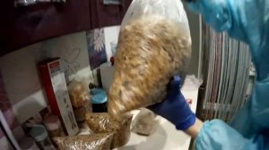 Засев мицелия Рейши на субстрат из опилок/(лат. Ganoderma lucidum) и результат!!!