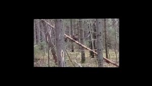 охота с лайками на лося