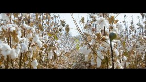 выращивание хлопка Узбекистан