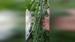 Лучшие сорта фасоли: Чуча или Вигна, Брухильда