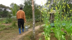 Harvest broccoli and cook. Cultivate potato roots, plant flowers.