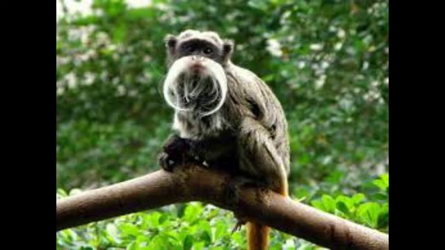 Императорский тамарин смотреть онлайн