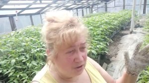 ЧЕМ и КОГДА кормить рассаду от пикирования до высадки в грунт.