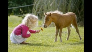 ТОП 5 самых маленьких лошадей в мире.