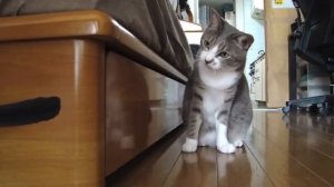 Кошка охотится в квартире! Cat hunts on a feather