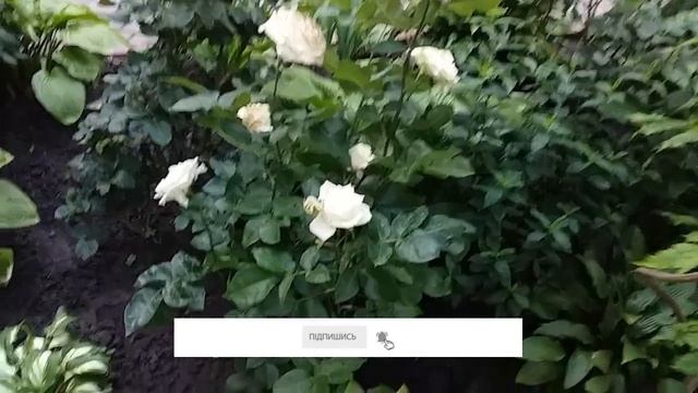 Ландшафтний дизайн перед домом Ідеї квітників Квіти для саду Озеленення подвір'я Садові клумби