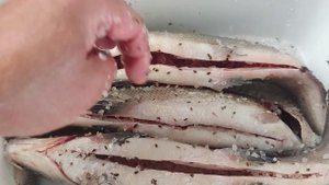 Вяленая рыба! Вяление рыбы Муксун это просто и очень вкусно!