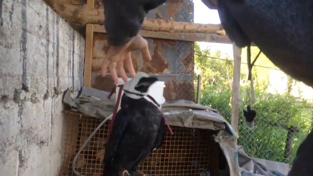 Тренировка вОрона Гоши / Выполняет команду смотреть онлайн