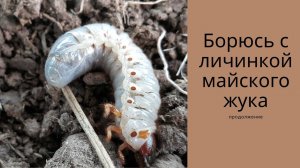 Борюсь с личинкой майского жука - хрущем. Профилактика. Часть 2.