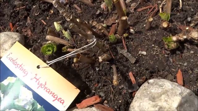 An Easy Guide for Pruning Macrophylla Hydrangea Plants смотреть онлайн