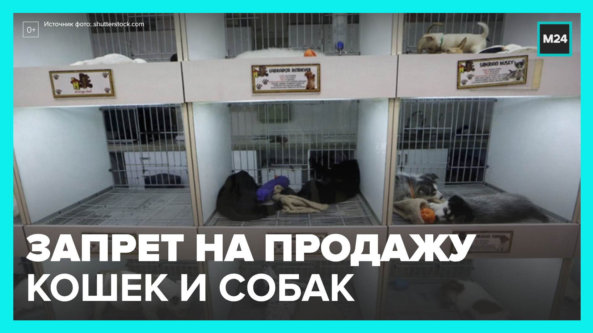 В зоомагазинах запретят продавать собак и кошек - Москва 24