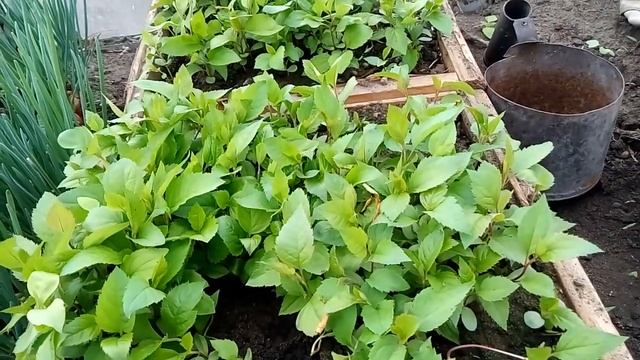 Выращивание подвоя (дички) яблони и груши. Часть 2 смотреть онлайн