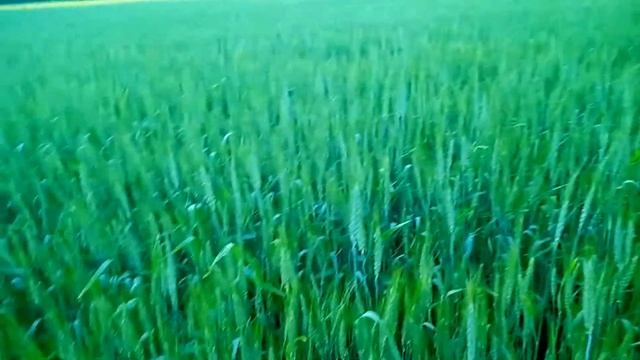 ПШЕНИЦА небольшой ОБЗОР СОРТОВ смотреть онлайн