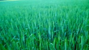 ПШЕНИЦА небольшой ОБЗОР СОРТОВ