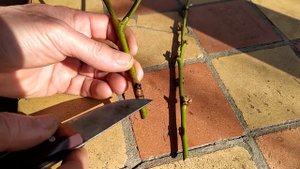 Первые признаки монилиоза на персике