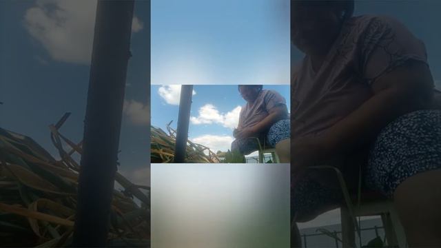 сбор чеснока смотреть онлайн