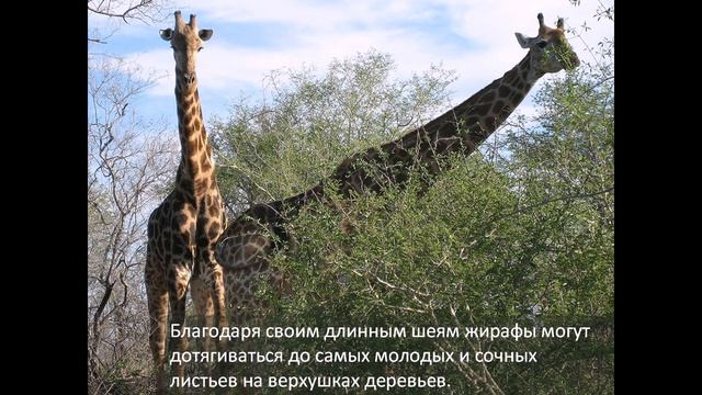 Презентация Африка саванна смотреть онлайн