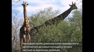 Презентация Африка саванна