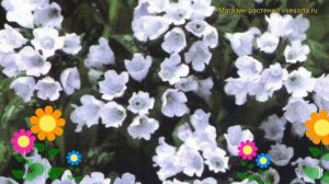 Медуница гибридная Опал. Краткий обзор, описание характеристик pulmonaria hybridum Opal