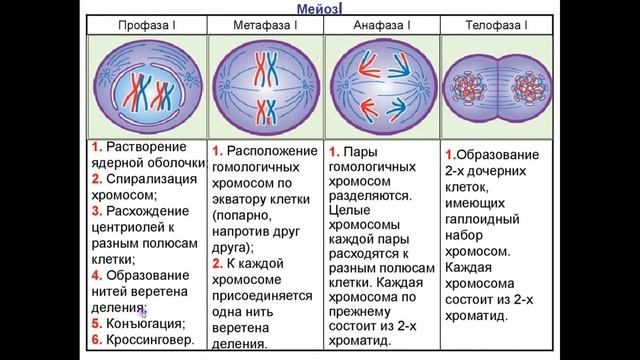 Мейоз. Простыми словами о сложном делении клетки. | Клетка. Часть 3. смотреть онлайн