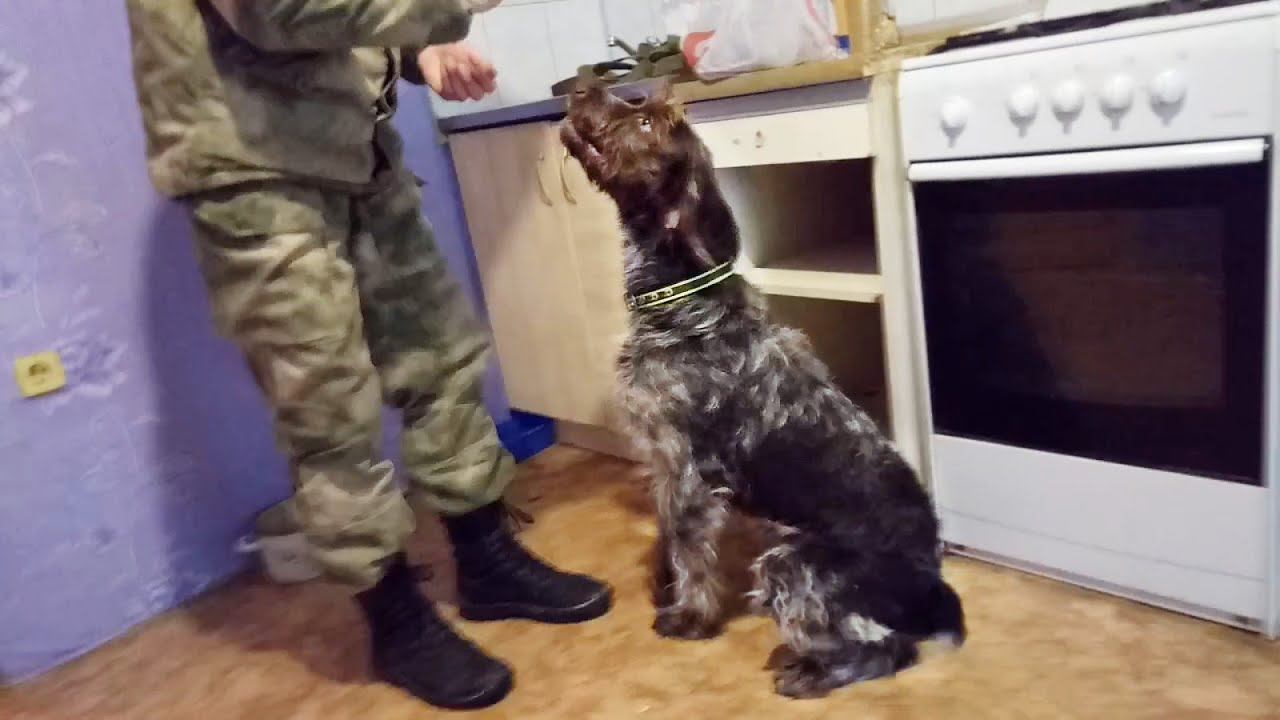 ПОТЕРЯШКА ЕДЕТ ДОМОЙ!!! Знакомство с новым Хозяином, а потом...  с новым Другом!