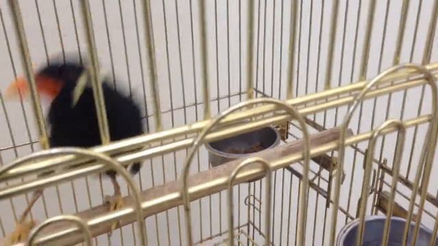 Индийская Священная майна. смотреть онлайн