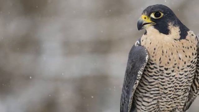 Прокуратура закрыла доступ к сайтам по продаже редких животных смотреть онлайн