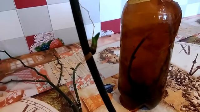 Результат применения цитокининовой пасты на срезанных цветоносах. смотреть онлайн