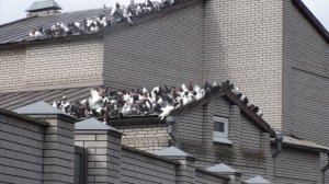 Подготовка голубей и подбор времени к гонному сезону №1