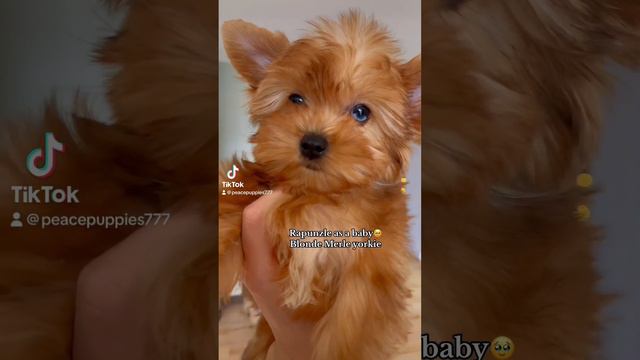 8 week old yorkie Rapunzle #blonde #girls #hair #yorkie #daily #hi #cute