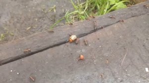 Муравьи садовые против лесных .Чем же закончится битва?Интересный эксперимент!!!