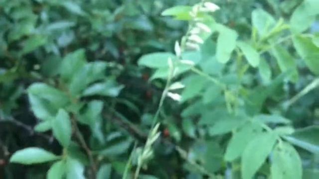 Сбор душицы и зверобоя ... Природа Башкирии.