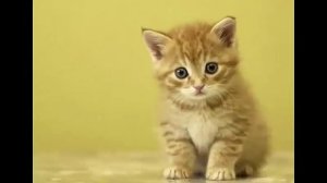 Как воспитывать КОШКУ ?