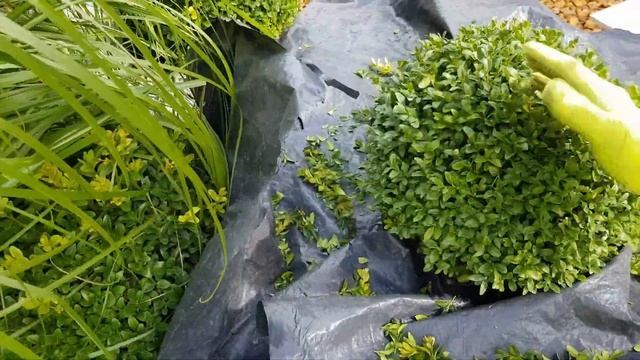 Stihl HSA 26 bushes cutting смотреть онлайн