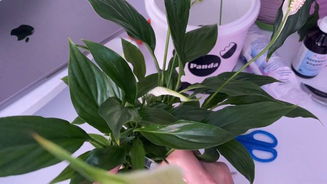 Обрезка Спатифиллума. Чистка листвы у взрослого и подготовка молодого растения к пересадке. смотреть онлайн