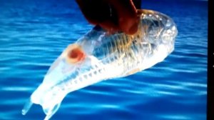 Морские и океанские рыбы гиганты