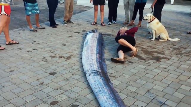 ТОП 10 САМЫХ БОЛЬШИХ ЖИВОТНЫХ КОТОРЫЕ НЕ КОГДА В ЖИЗНИ НЕ ВИДЕЛИ!!! смотреть онлайн