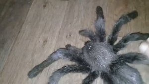 Паук из натурального меха.