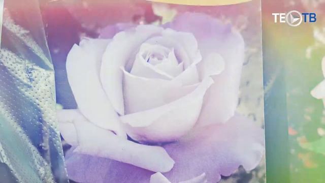 Агрофирма "Флос" Садовый центр в Статрой Купавне смотреть онлайн