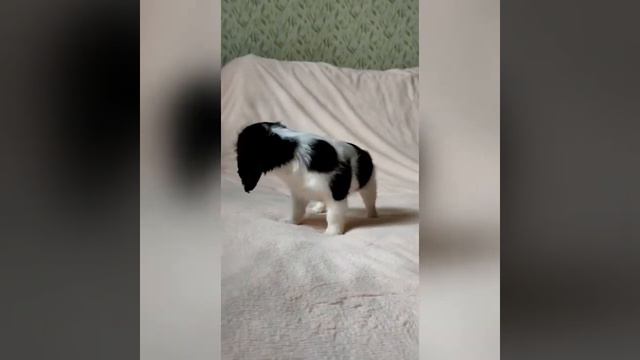 Кавалер Кинг Чарльз Спаниель смотреть онлайн