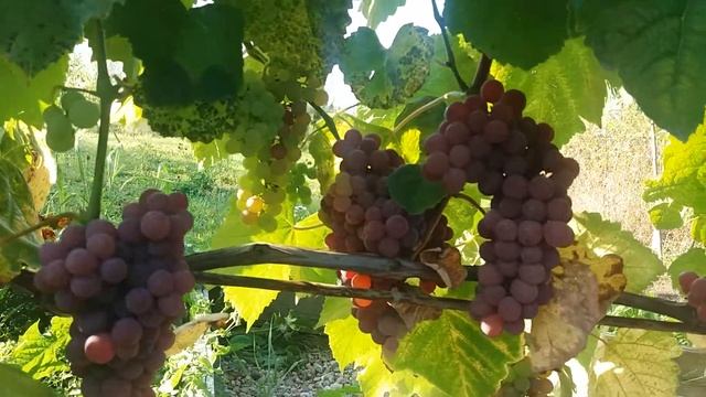 Калининградский виноград. Рилайнс Пинк Сидлис. (РПС) смотреть онлайн