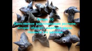 Викторина : "Растения из Красной книги" Педагог: Мадиярова Г. Р.