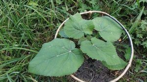 ПАВЛОВНИЯ размножение черенками