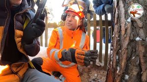 Мастер-класс по направленной валке дерева от Александра Гончарова (Husqvarna)