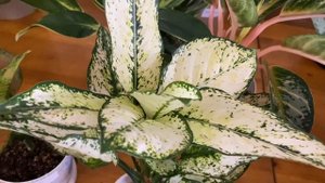 Обзор всех моих Аглаонем