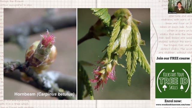 Spring Tree Identification - Webinar for Forest School смотреть онлайн