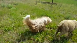 Профессии собак. Видеоурок для детей 7-11 лет.