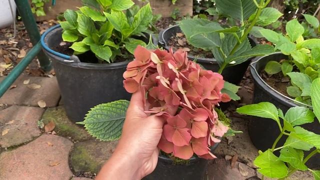 Крупнолистная гортензия. В какой вазон садить гортензии, объём вазона.. смотреть онлайн